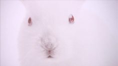 poster-20442-xxsdierenbescherming-protection-animaux-forgotten-animals-day-236x132