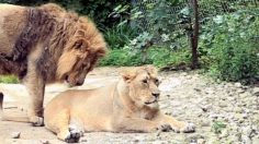 poster-20508-sexyavenue-com-lions-236x132