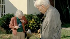 poster-20539-skittles-fizzl-d-fruits-leaves-236x132