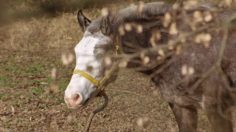 poster-20592-diesel-diesel-sneakers-kick-ass-236x132