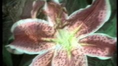 poster-2065-peperami-scent-of-an-animal-236x132