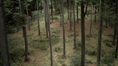 poster-20670-bouygues-telecom-l-ours-236x132