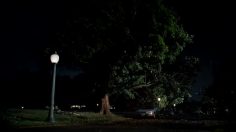 poster-20686-allstate-insurance-tree-branch-236x132