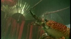 poster-207-blackmores-living-with-stress-236x132