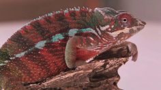 poster-20711-pringles-chameleon-236x132