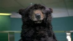 poster-20840-boston-bruins-disobeying-236x132