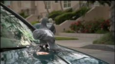 poster-20843-subaru-wrx-sti-poor-pigeon-236x132