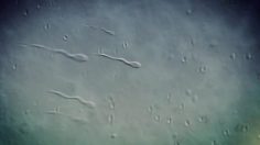 poster-20852-dali-museum-conception-236x132