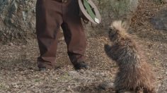 poster-20879-seattle-s-best-coffee-ranger-236x132