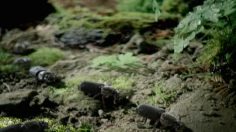 poster-20885-volkswagen-beetle-black-beetle-236x132