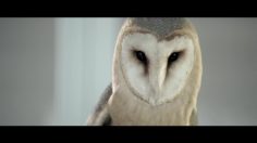 poster-20917-cuir-center-chouette-236x132