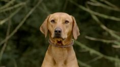 poster-20936-mercedes-benz-cls-escaped-to-the-mountain-236x132