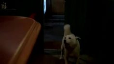 poster-20939-softbank-diet-236x132