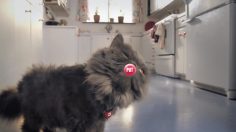 poster-21072-skittles-cat-236x132