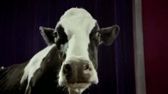 poster-21098-cadbury-tap-dancing-cow-236x132
