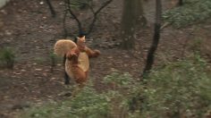 poster-21107-mikado-go-nuts-for-it-236x132