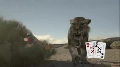 poster-21112-winamax-winamax-fr-homo-erectus-236x132