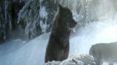 poster-21139-shangri-la-hotel-wolves-236x132