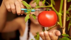 poster-21152-ray-ban-tomatina-236x132