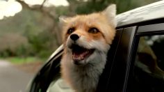 poster-21201-honda-civic-woodman-236x132