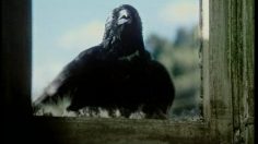 poster-2123-stella-artois-last-orders-236x132