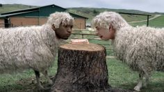 poster-21256-skittles-smoothie-mix-sheepboys-236x132