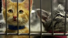 poster-21257-protection-animaux-adoption-i-want-236x132