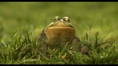 poster-21267-vitaminwater-frog-236x132