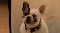 poster-21298-wall-s-talking-dog-236x132