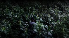 poster-21305-pepsi-max-clubhouse-in-the-corn-236x132