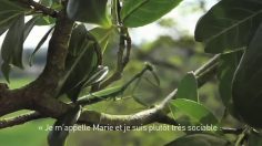 poster-21346-sequoia-mantis-236x132