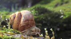 poster-21348-sequoia-snail-236x132