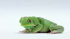 poster-21361-samsung-infuse-frog-236x132