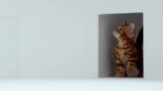 poster-21363-samsung-infuse-kitten-236x132