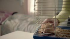 poster-21381-comcast-sports-net-hamster-236x132