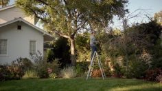 poster-21383-comcast-sports-net-tree-236x132