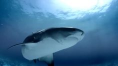 poster-21411-gillette-fusion-proglide-shark-236x132