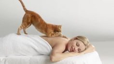 poster-21488-cat-s-pride-fresh-light-light-massage-cat-236x132