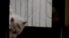 poster-21513-essilor-optifog-the-dog-236x132