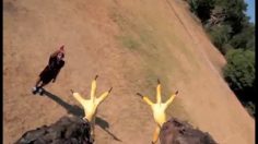 poster-21536-jarritos-eagle-236x132