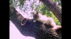 poster-21537-jarritos-cat-236x132