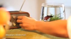 poster-21566-alinea-petit-oubli-236x132