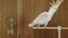 poster-21570-geico-take-on-me-236x132