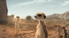 poster-21606-renault-koleos-meerkats-236x132