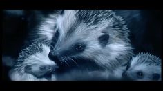 poster-21677-volkswagen-golf-herisson-236x132