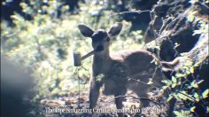 poster-21709-diesel-going-down-236x132