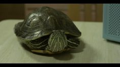 poster-21815-jolly-rancher-crunch-n-chew-the-turtle-236x132