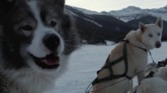 poster-21873-suzuki-kizashi-sled-236x132