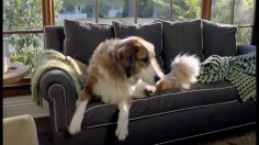 poster-21879-volkswagen-new-beetle-the-dog-strikes-back-236x132