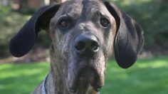 poster-21911-doritos-nacho-cheese-man-s-best-friend-236x132